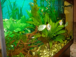 А вот наша баночка на 140 литров. Фунциклирует уже ровно год....