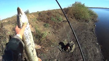 ну раз на раз не приходится ... у нас еще и такая бывает