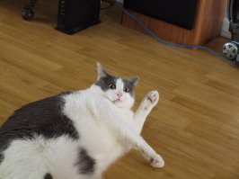 Древние музыкальные инструменты инков, имитирующие звуки животных