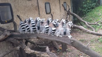 УЗБАГОЙЗЯ КОТИК