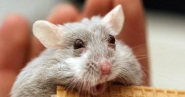 Хомяк сам в шоке!