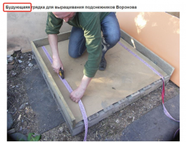 Подснежник Воронова или cила в нежности!