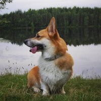 мой пёёёсик =)