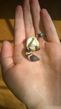 Переводим внимание на кольцо на пальце. КОторое судя по вязи напоминает кольцо всевластия. По-моему это Саурон попалился, выращивая драконов.... :)
