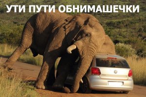 Топ-10 самых опасных животных 