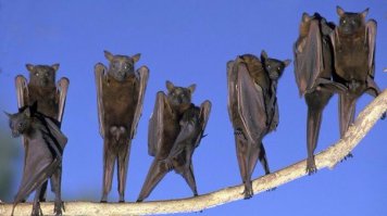 А мыши ли это?!!