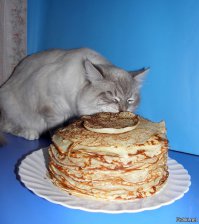 Животные, которые обожают человеческую еду