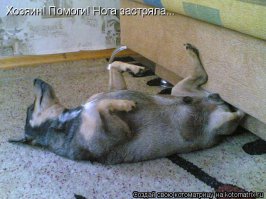 Собачьи проблемы