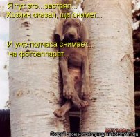 Собачьи проблемы