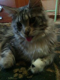 вот у меня такая же кошка))) пойду прославлять её