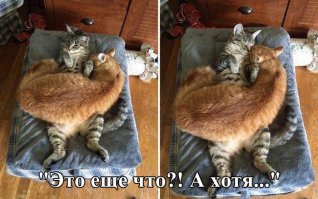 Такую картину вижу почти каждое утро. Только в качестве нижнего кота - я. А два мохнатых обормота аж мурчат от удовольствия