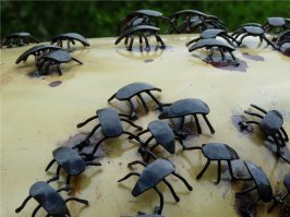 Автомобиль с жуками называется "Qualis vita, finis ita " (Какова жизнь, таков и конец)