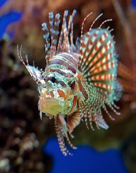 Когда видишь, как охотится рыбка барракуда, становится как-то не по себе. Скорость немыслимая, а пасть открывается градусов на 120.

Крылатка еще та тварь. Пасть больше рыбы. Яд в иглах на плавниках очень сильный. Но вкусная.

Рыба-скорпион. Страшная, ползает по дну. Яд на столько сильный, что если до нее дотронуться, до больницы могут и не довезти. Того, что попало через кожу, хватит, что б убить.