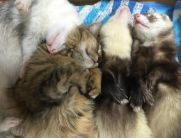 Как я понял из интернета Азии, котенок девочка и зовут ее Комари.