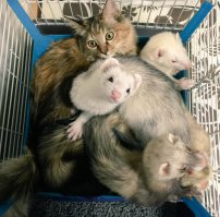 Как я понял из интернета Азии, котенок девочка и зовут ее Комари.