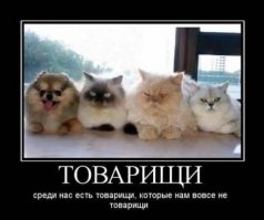 Надеюсь они не раскроют агента "Котэ"