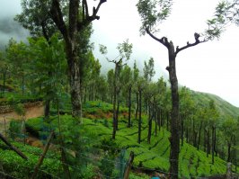 Успела побывать в Индии до подорожания валюты. Дешево и впечатлений море. Не понимаю, когда говорят, что Индия - это только грязь.