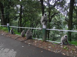 И обезьянки там конечно есть и надо не зевать - отнимают вещи