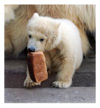 Животные, которые обожают человеческую еду