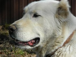чтоб защитить себя нужно гулять вот с этой собакой мой Абай