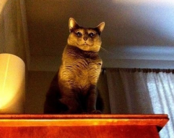 Не такие уж и разные