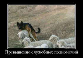 Это настоящая кавказская овчарка