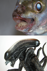 10 самых страшных чудовищ из океанских глубин