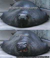 Слоненок засыпает на руках у девушки 