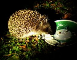 К моему дому, в деревне, каждый вечер приходит парочка ежиков. Поужинают, похрюкают в палисаднике и спят.