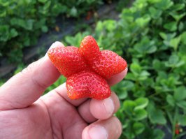 Привет из Болгарии!Хочу показать вам несколько интересных клубник из моей плантации которы родились этом годом...Удачи всем! :)