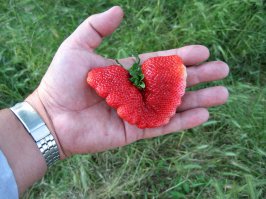 Привет из Болгарии!Хочу показать вам несколько интересных клубник из моей плантации которы родились этом годом...Удачи всем! :)