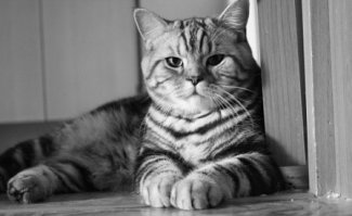Нападение кота на своего хозяина
