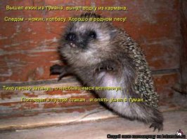 Позитивчик - ушастый ежик