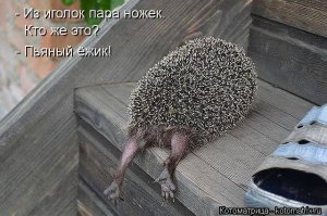 Позитивчик - ушастый ежик