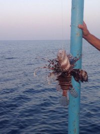 Доброго дня! Вот как специально для вас видео и фото привез только что из Египта!))))