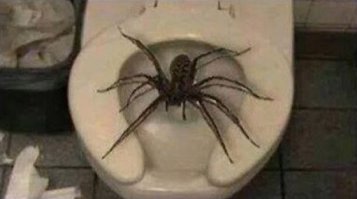 Для Австралии это обычно: змеи, пауки..