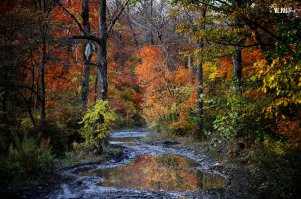 Осень в приморской тайге.