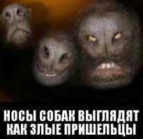 Мне больше собаки нравятся.