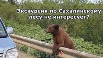 Прикольные картинки с подписями и без