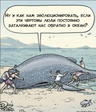 Более 50 человек пытались вернуть в море выбросившегося на берег кита