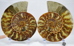 Маленькие окаменелые аммониты можно найти на еВау за пару долларов, они могут послужить неплохой декорацией для аквариума, а распиленные вообще красота.