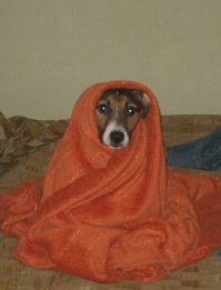 Прынц Будур