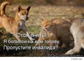 Что делать при встрече с бродячей собакой: правила безопасности и защита