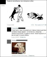 Что делать при встрече с бродячей собакой: правила безопасности и защита