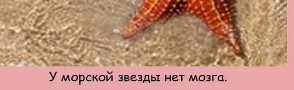 Чё там у звезды, у некоторых людей его нет - например ..., ну вы понями !