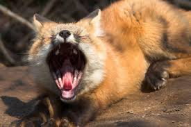 Я думаю - зевают все животные !