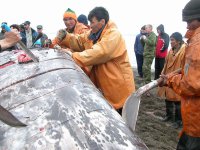 большой вкусный кит

З.Ы. животное жалко