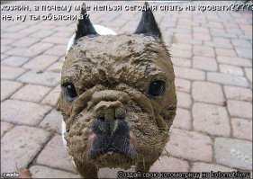 Прикольные картинки