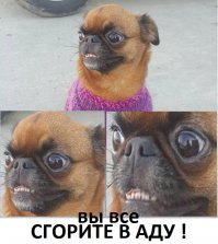 Только посмотрите, что сделали хозяева для своих питомцев