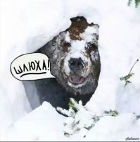 Женщины русской сексуальной революции